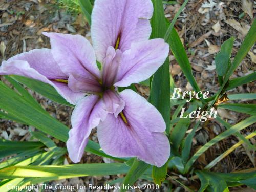 Bryce Leigh (1)